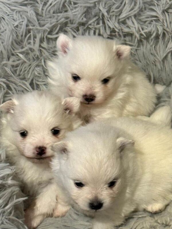 Pomeranian Miniature All White Puppies - Image 4 of 5