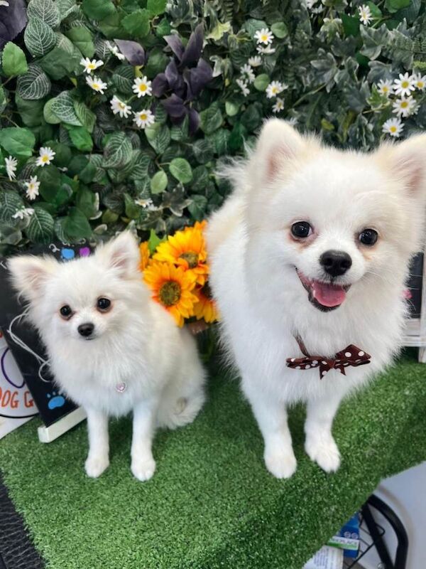 Pomeranian Miniature All White Puppies - Image 5 of 5