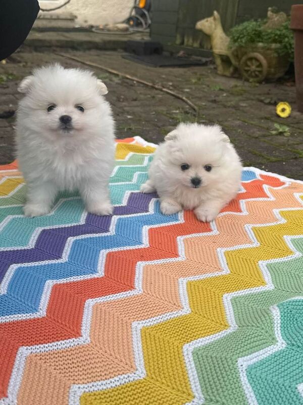 Pomeranian puppies for sale in Woodford, London – 6 weeks old