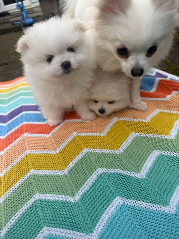 Pomeranian Miniature Puppies - Image 2 of 4
