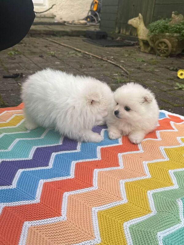 Pomeranian Miniature Puppies - Image 3 of 4