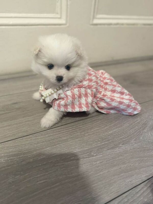 Pomeranian Miniature Puppies - Image 4 of 4