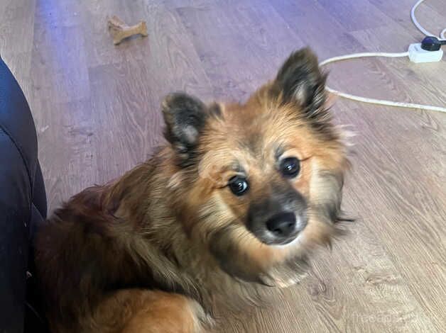 Pomeranian puppies for sale in Barnsley, South Yorkshire – 1 year old - Image 2 of 5