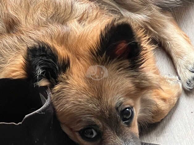 Pomeranian puppies for sale in Barnsley, South Yorkshire – 1 year old - Image 3 of 5