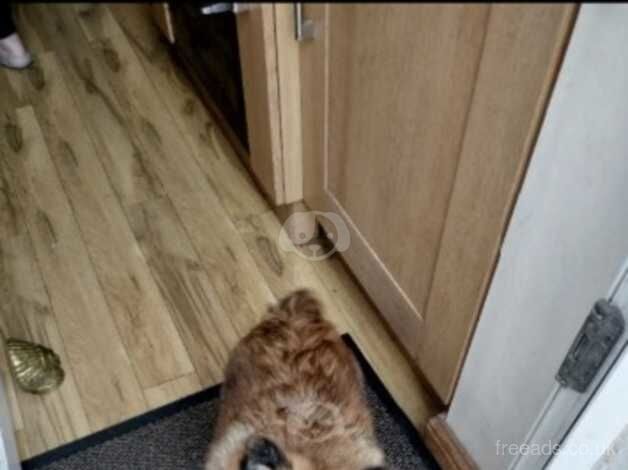 Pomeranian puppies for sale in Barnsley, South Yorkshire – 1 year old - Image 4 of 5