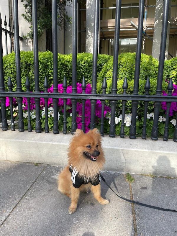 Pomeranian Puppies For Sale