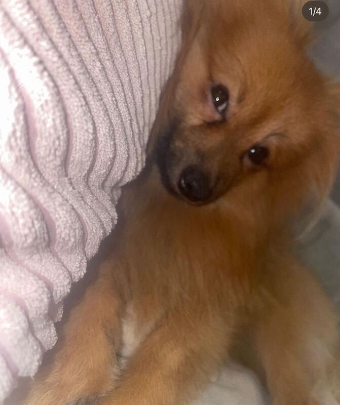 Pomeranian needs a new home - Image 2 of 5
