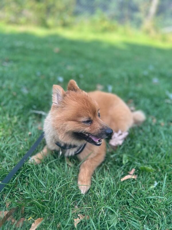 Pomeranian needs a new home - Image 3 of 5