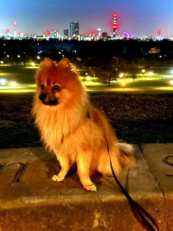 Pomeranian needs a new home - Image 4 of 5