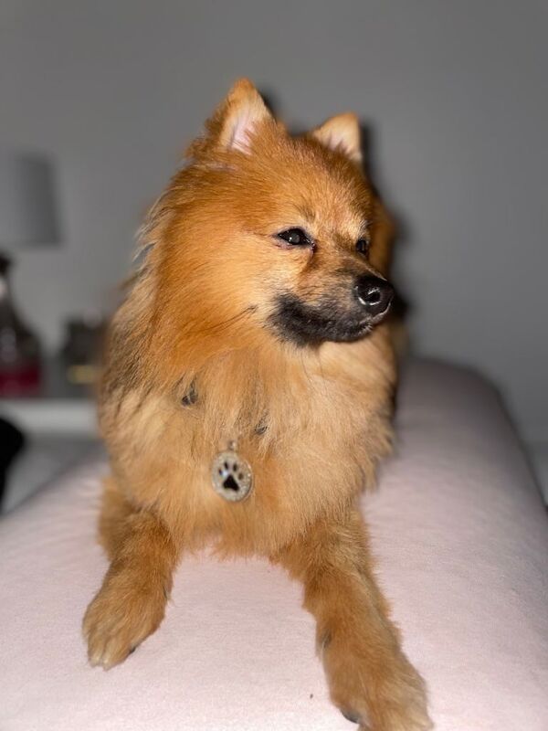 Pomeranian needs a new home - Image 5 of 5