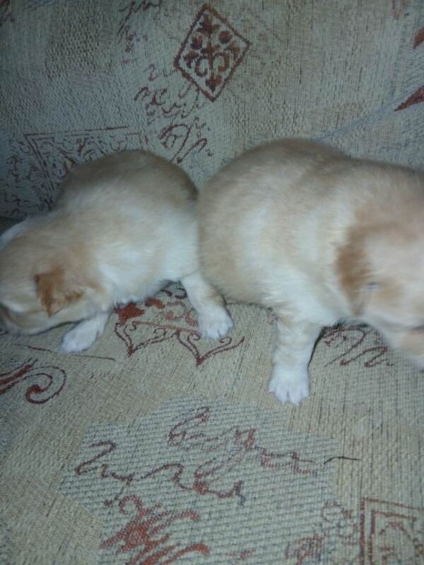 Pomeranian pup. - Image 2 of 6