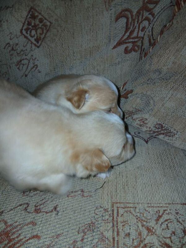 Pomeranian pup. - Image 3 of 6