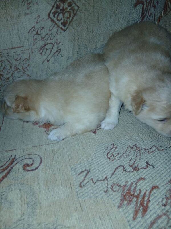 Pomeranian pup. - Image 5 of 6