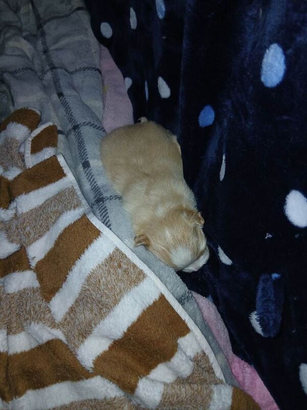 Pomeranian pup. - Image 6 of 6