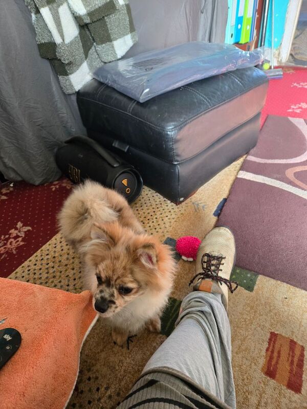Pomeranian puppie for sale in Worthing, West Sussex