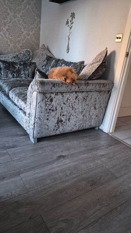 Pomeranian Puppies For Sale Under £1,000