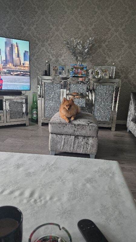 Pomeranian puppies for sale in Rochford, Essex – 9 months old - Image 2 of 3