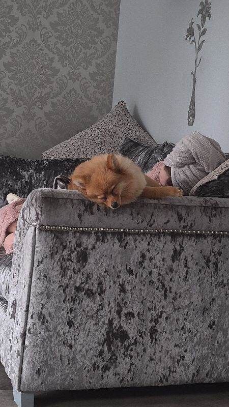 Pomeranian puppies for sale in Rochford, Essex – 9 months old - Image 3 of 3