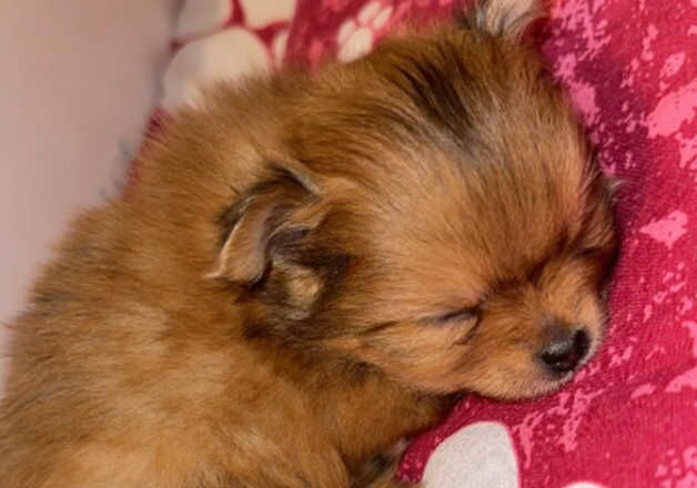 Pomeranian puppies for sale in Bradford, West Yorkshire – 1 year old - Image 2 of 3