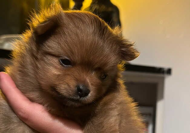 Pomeranian puppies for sale in Bradford, West Yorkshire – 1 year old - Image 3 of 3