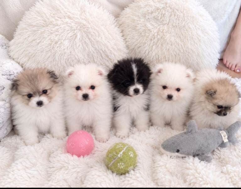 Pomeranian Puppies 1 boy left black and white