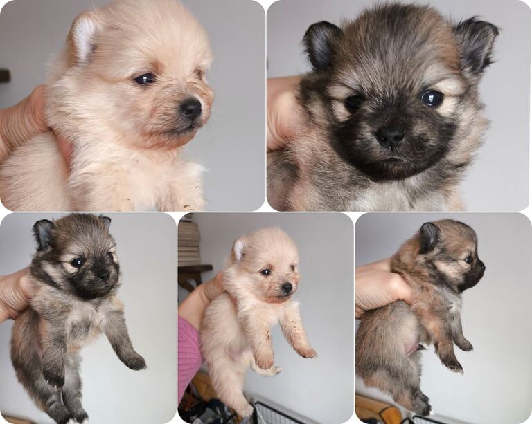 Pomeranian puppies for sale in Machen, Gwent – KC registered, 3 weeks old