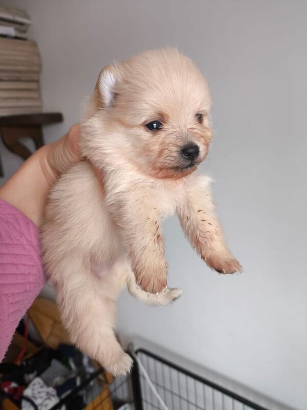 Pomeranian puppies for sale in Machen, Gwent – KC registered, 3 weeks old - Image 2 of 3