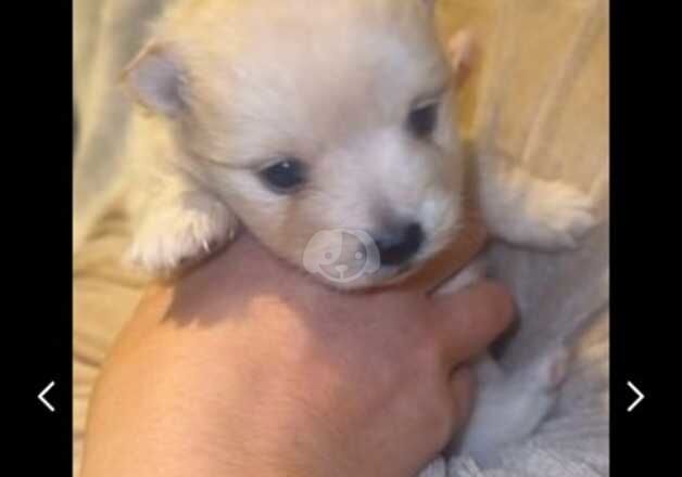 Pomeranian puppies for sale in Ruislip Manor, London – 1 year old - Image 5 of 5