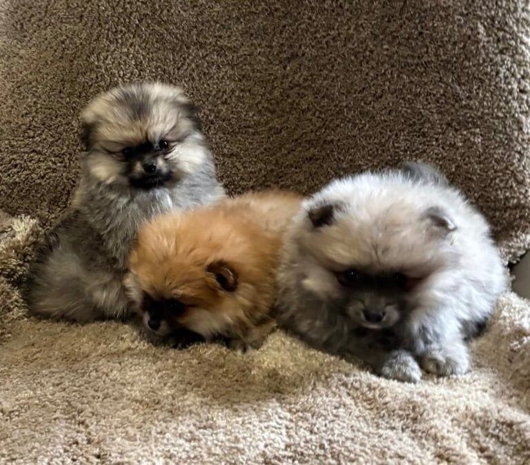 Pomeranian puppies for sale in Brentwood, Essex – 1 year old - Image 2 of 3