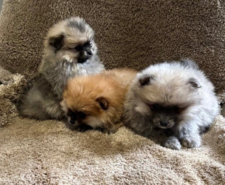 Pomeranian puppies for sale in Brentwood, Essex – 1 year old - Image 3 of 3