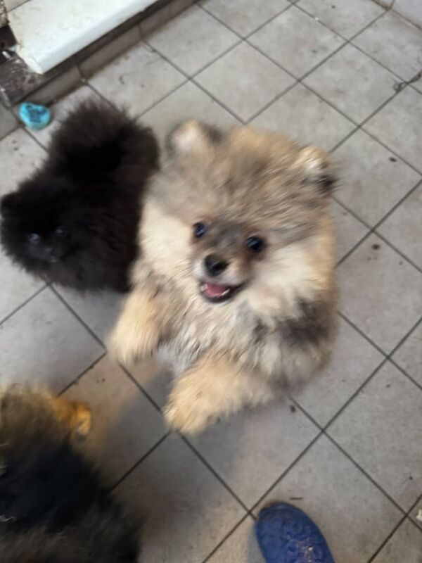 Pomeranian puppies for sale in Coventry, West Midlands – 1 year old - Image 1 of 3
