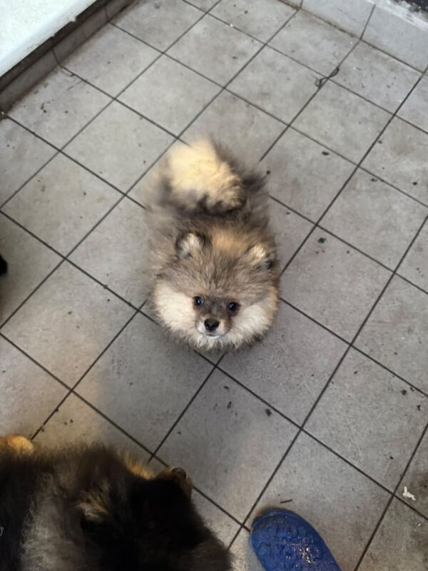 Pomeranian puppies for sale in Coventry, West Midlands – 1 year old - Image 2 of 3