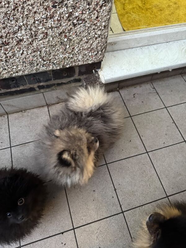 Pomeranian puppies for sale in Coventry, West Midlands – 1 year old - Image 3 of 3