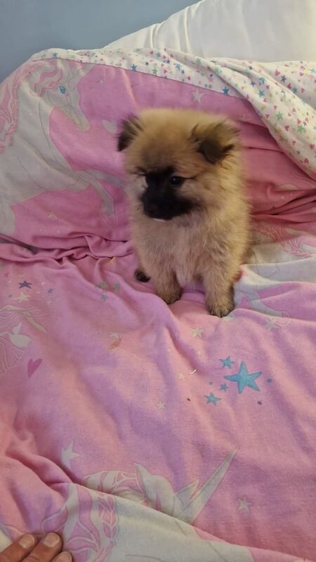 Pomeranian puppies for sale in Romford, Greater London – 1 year old - Image 2 of 3
