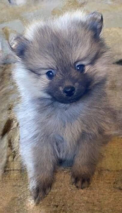 Pomeranian puppies for sale in Romford, Greater London – 1 year old - Image 3 of 3