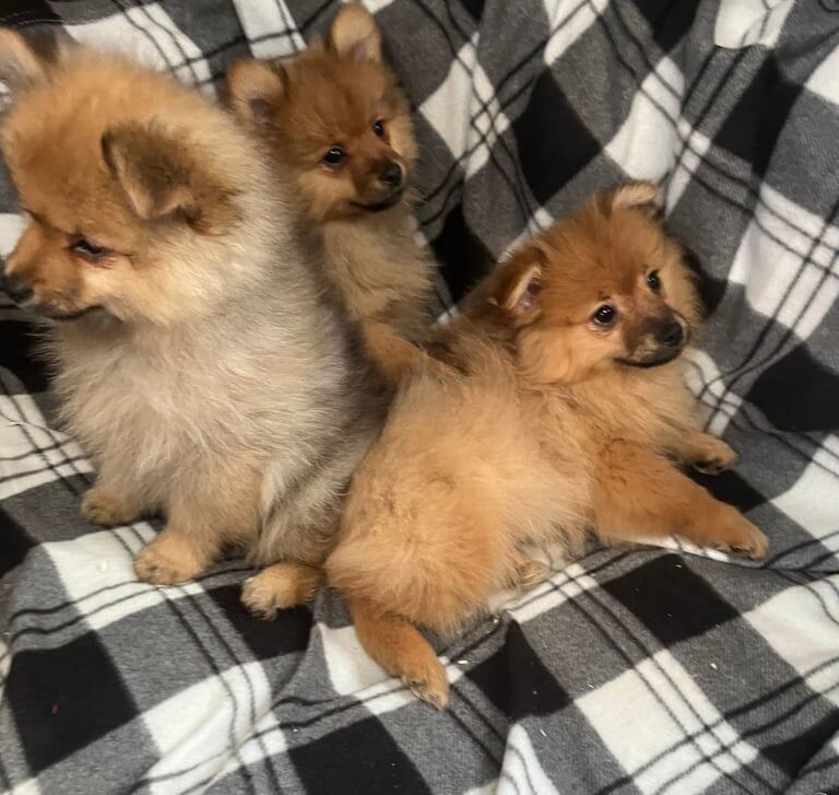 Pomeranian puppies for sale in Barking, Greater London – 1 year old - Image 2 of 3