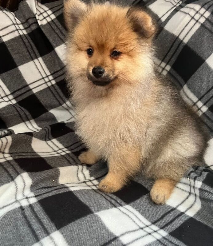Pomeranian puppies for sale in Barking, Greater London – 1 year old - Image 3 of 3