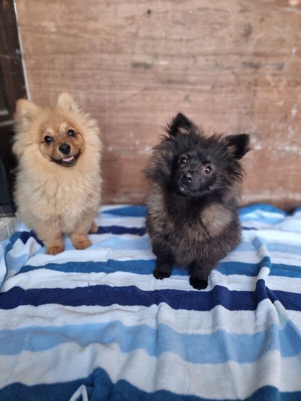 Pomeranian puppies for sale in Walthamstow, Greater London – 11 months old - Image 1 of 3