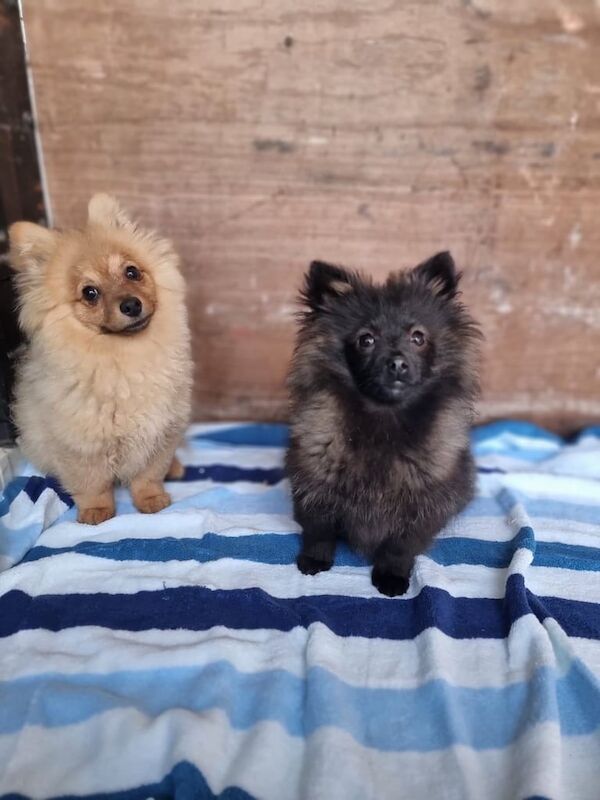 Pomeranian puppies for sale in Walthamstow, Greater London - Image 2