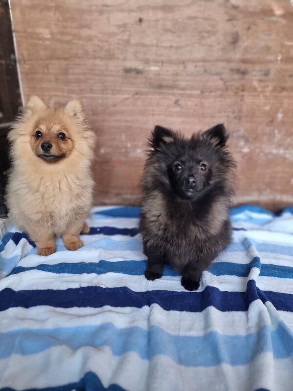 Pomeranian puppies for sale in Walthamstow, Greater London – 11 months old - Image 3 of 3