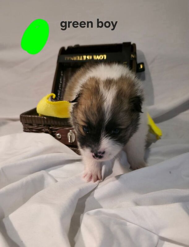 Pomeranian puppies for sale in Beeston, West Yorkshire – 11 months old - Image 2 of 3