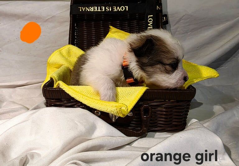 Pomeranian puppies for sale in Beeston, West Yorkshire – 11 months old - Image 3 of 3