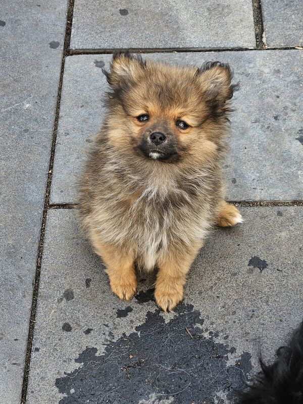 Pomeranian puppies for sale in Grantham, Lincolnshire β 1 year old - Image 1 of 3