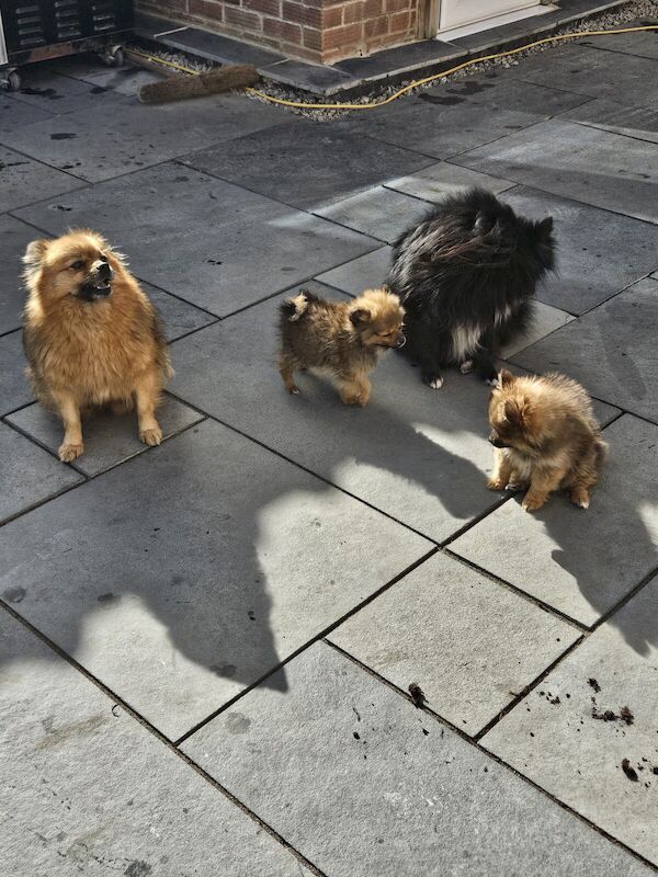 Pomeranian puppies for sale in Grantham, Lincolnshire β 1 year old - Image 2 of 3