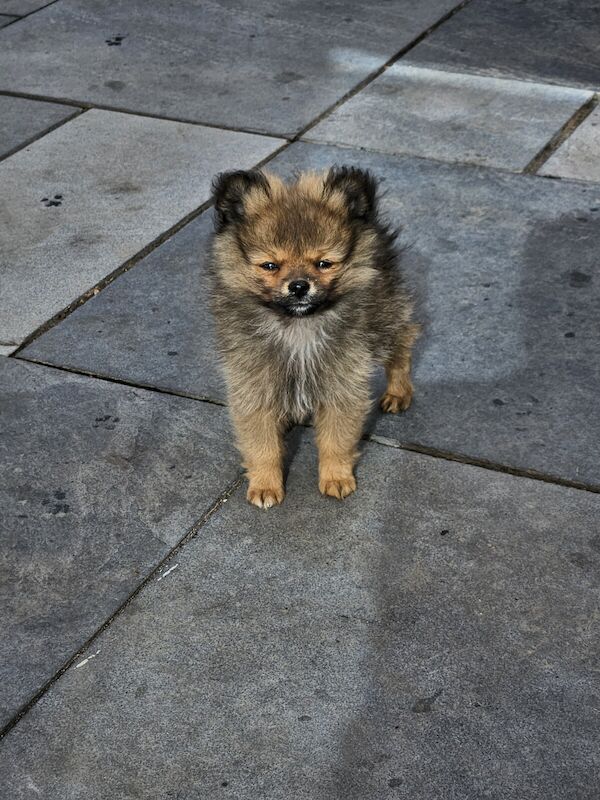 Pomeranian puppies for sale in Grantham, Lincolnshire β 1 year old - Image 3 of 3