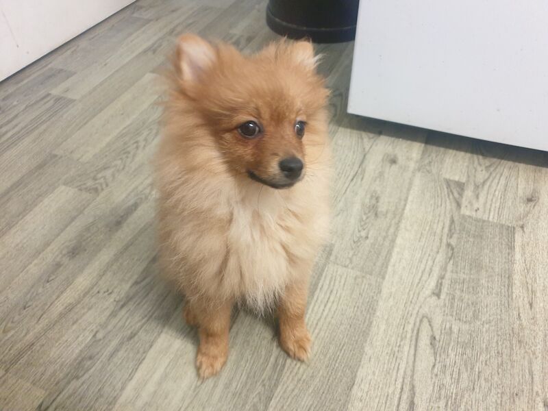 Pomeranian puppies for sale in Hailsham, East Sussex – 1 year old - Image 1 of 3
