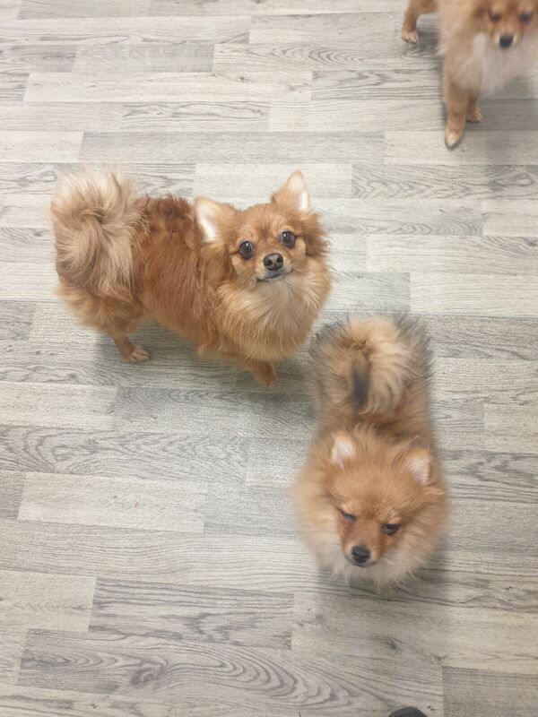 Pomeranian puppies for sale in Hailsham, East Sussex - Image 2