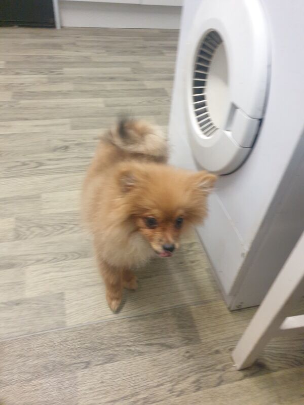 Pomeranian puppies for sale in Hailsham, East Sussex - Image 3