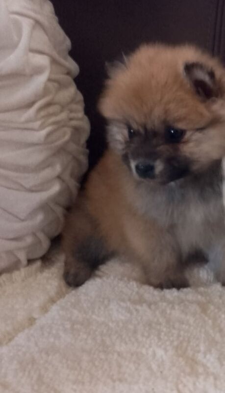 Pomeranian puppies for sale in Dagenham, Greater London