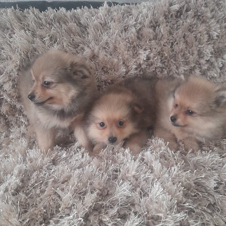 Pomeranian puppies for sale in Belfast, County Antrim